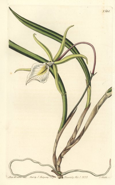 Brassavola perrinii (brasavola Perrina, Brasavola perrinii). Ręcznie barwiony miedzioryt autorstwa S. Wattsa według ilustracji panny Sarah Drake z rejestru botanicznego Sydenham Edwards, Ridgeway, Londyn autorstwa Sydenham Teast Edwards