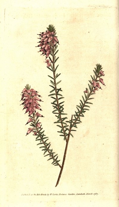Bruyere carnee, Bruyere color of flesh, Bruyere of the snow or Bruyere of the Alps - Wrzosowisko ziołowe, Erica herbacea. Ręcznie kolorowany miedzioryt na podstawie ilustracji botanicznej autorstwa Sydenhama Edwardsa z "The Botanical Magazine" Williama Cur autorstwa Sydenham Teast Edwards