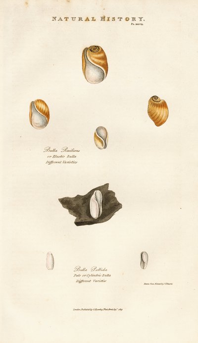 Muszle bąbelkowe różnych gatunków autorstwa Sydenham Teast Edwards