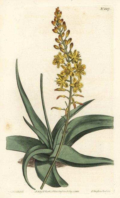 Odmiana Bulbine - Bulbine alooides (Anthericum z liśćmi aloesu, Anthericum alooides). Ręcznie barwiony miedzioryt autorstwa F. Sansoma Jr. według ilustracji Sydenhama Edwardsa z magazynu botanicznego Williama Curtisa, T. Curtis, Londyn autorstwa Sydenham Teast Edwards