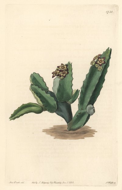 Cactus Caralluma, pochodzący z Sycylii - Mocna woda autorstwa S. Wattsa z ilustracji Sarah Anne Drake (1803-1857), z rejestru botanicznego autorstwa Sydenham Teast Edwards