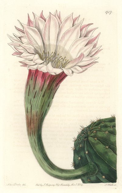 Kaktus jeżowiec lub kula Mojżesza, kwitnąca, pochodzi z Brazylii - Silna woda autorstwa S. Wattsa z ilustracji Sarah Anne Drake (1803-1857), z rejestru botanicznego autorstwa Sydenham Teast Edwards