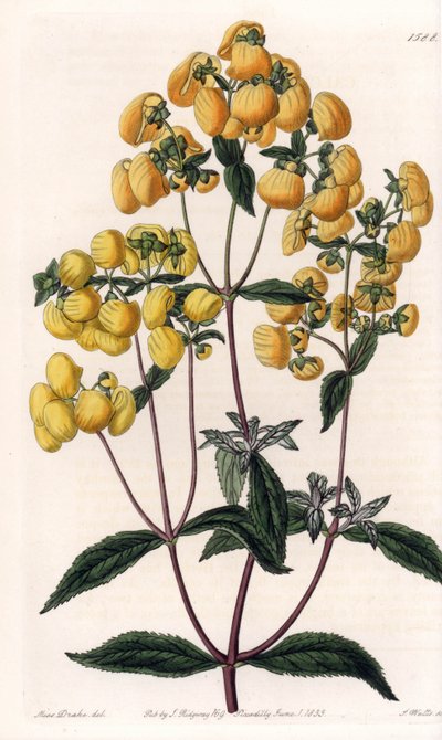 Calceolaire rugosa - Talerz grawerowany przez S.Wattsa, na podstawie ilustracji Sarah Anne Drake (1803-1857), z rejestru botanicznego Sydenham Edwards (1768-1819), Anglia autorstwa Sydenham Teast Edwards