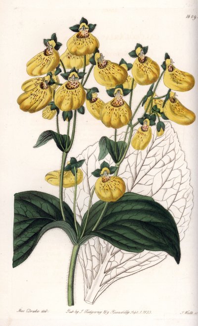 Kalceolowy lub mały pantofelek w żółte kwiaty - Grawerowana tablica autorstwa S.Wattsa, z ilustracji Sarah Anne Drake (1803-1857), z rejestru botanicznego Sydenham Edwards (1768-1819), Anglia autorstwa Sydenham Teast Edwards