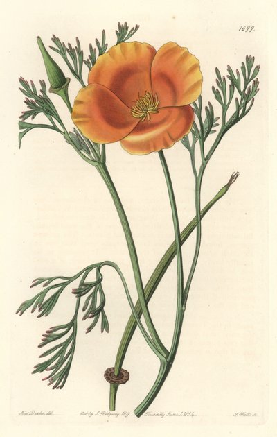 Mak kalifornijski lub mak amerykański - mocna woda S. Wattsa z ilustracji Sarah Anne Drake (1803-1857), z rejestru botanicznego autorstwa Sydenham Teast Edwards
