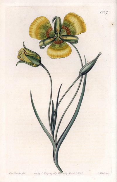Calochortus ma duże żółte kwiaty - Grawerowana tablica autorstwa S.Wattsa, z ilustracji Sarah Anne Drake (1803-1857), z rejestru botanicznego Sydenham Edwards (1768-1819), Anglia autorstwa Sydenham Teast Edwards