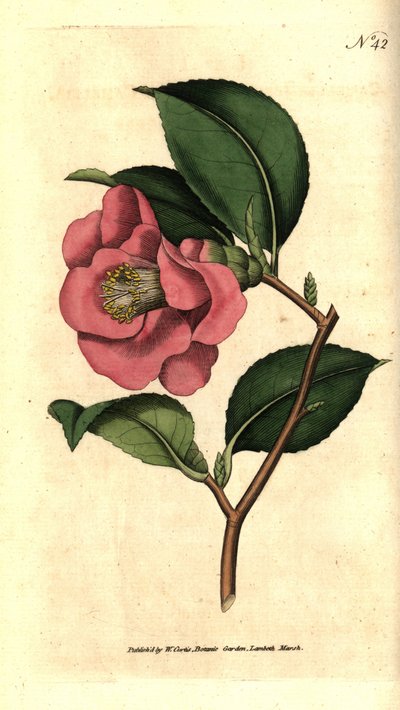 Camelia z Japonii - róża kamelia, kamelia japonica. Ręcznie kolorowany miedzioryt według ilustracji botanicznej autorstwa Jamesa Sowerby