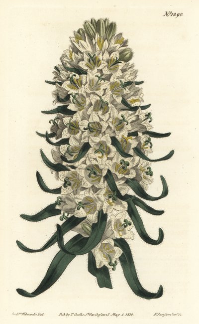 Dzwonek ma piękne kwiaty - dzwonek pirenejski, dzwonek speciosa (dzwonek długoszypułkowy, dzwonek tyrsoidea). Ręcznie barwiony miedzioryt autorstwa F. Sansoma Jr. według ilustracji Sydenhama Edwardsa z Botanical Magazine Williama Curtisa, autorstwa Sydenham Teast Edwards