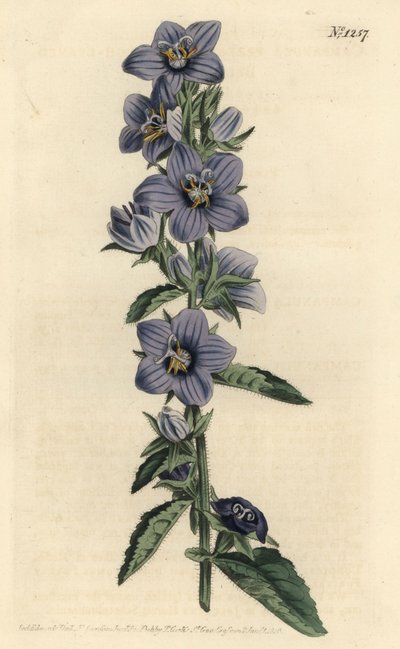 Dzwonek - Dzwonek grubolistny, Dzwonek peregrina. Ręcznie barwiony miedzioryt autorstwa F. Sansoma Jr. według ilustracji Sydenhama Edwardsa z magazynu botanicznego Williama Curtisa, T. Curtis, Londyn autorstwa Sydenham Teast Edwards