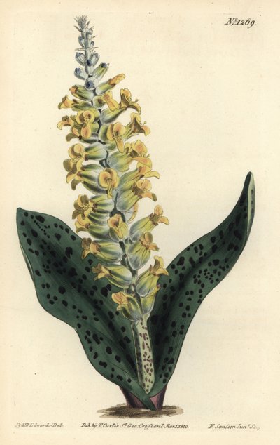 Hiacynt Przylądkowy (fałszywa orchidea) - storczyk plamisty liściasty podobny do storczyków, Lachenalia orchioides. Ręcznie barwiony miedzioryt autorstwa F. Sansoma Jr. według ilustracji Sydenhama Edwardsa z magazynu botanicznego Williama Curtisa, T. Curti autorstwa Sydenham Teast Edwards