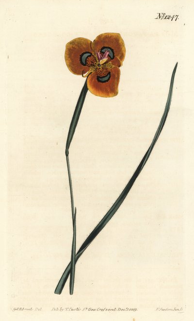 Tulipan przylądkowy - Moraea tulbaghensis (Moraea pavonia). Ręcznie kolorowany miedzioryt wykonany przez F. Sansom Jr. na podstawie ilustracji Sydenhama Edwardsa z "William Curtis