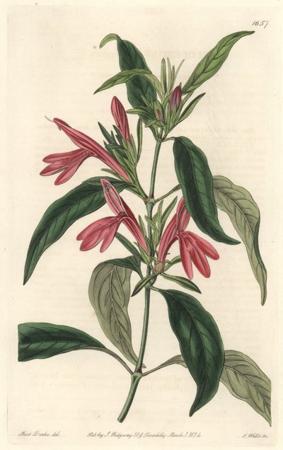 Carmantine, pochodzący z Brazylii - Water forte autorstwa S. Wattsa z ilustracji Sarah Anne Drake (1803-1857), z rejestru botanicznego autorstwa Sydenham Teast Edwards