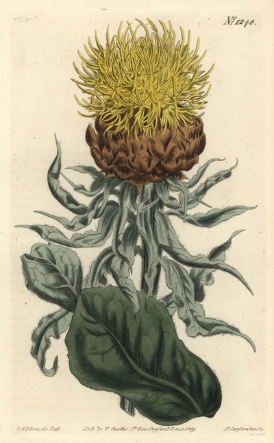 Centauree a grosse tête - chaber olbrzymi lub żółta centaura o dużej głowie, Centaurea macrocephala. Ręcznie barwiony miedzioryt autorstwa F. Sansoma Jr. według ilustracji Sydenhama Edwardsa z magazynu botanicznego Williama Curtisa, T. Curtis, Londyn autorstwa Sydenham Teast Edwards