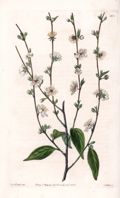 Wiśnia - Grawerowana tablica autorstwa S.Wattsa, z ilustracji Sarah Anne Drake (1803-1857), z rejestru botanicznego Sydenham Edwards (1768-1819), Anglia autorstwa Sydenham Teast Edwards