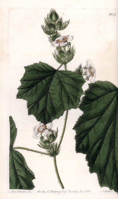 Winorośl kasztanowa - Talerz grawerowany przez S.Wattsa, z ilustracji Sarah Anne Drake (1803-1857), z rejestru botanicznego Sydenham Edwards (1768-1819), Anglia autorstwa Sydenham Teast Edwards