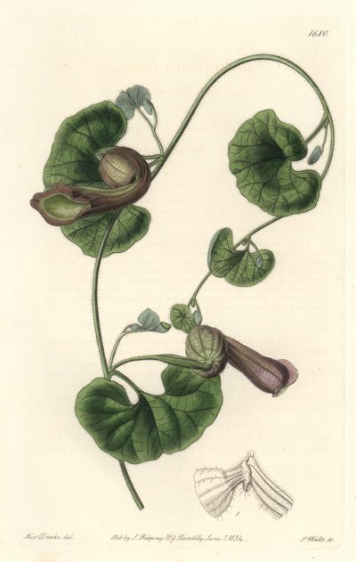 Chilijski Aristoloche lub Fox Ears - S. Watts Strong Water z ilustracji Sarah Anne Drake (1803-1857), z rejestru botanicznego autorstwa Sydenham Teast Edwards