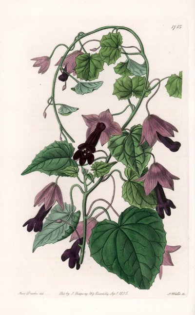Chiński kapelusz - tabliczka grawerowana przez S.Wattsa, z ilustracji Sarah Anne Drake (1803-1857), z rejestru botanicznego Sydenham Edwards (1768-1819), Anglia autorstwa Sydenham Teast Edwards