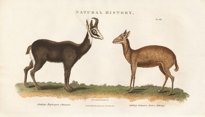  autorstwa Sydenham Teast Edwards