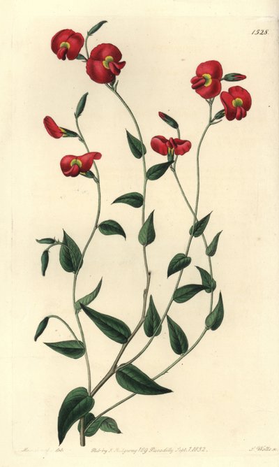 Chorizema ovatum (Ovate chorozema, Chorizema ovatum). Ręcznie barwiony miedzioryt autorstwa S. Wattsa według ilustracji panny Sarah Drake z rejestru botanicznego Sydenham Edwards, Ridgeway, Londyn autorstwa Sydenham Teast Edwards