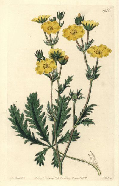 Pięciolistna sukienka - Pięciornik postrzępiony, Potentilla laciniosa. Ręcznie barwiony miedzioryt autorstwa S. Wattsa wg ilustracji M. Harta z Sydenham Edwards