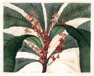 Clavija Variety - Talerz grawerowany autorstwa S.Wattsa, z ilustracji autorstwa I.J. Hart, z rejestru botanicznego Sydenham Edwards (1768-1819), Anglia autorstwa Sydenham Teast Edwards