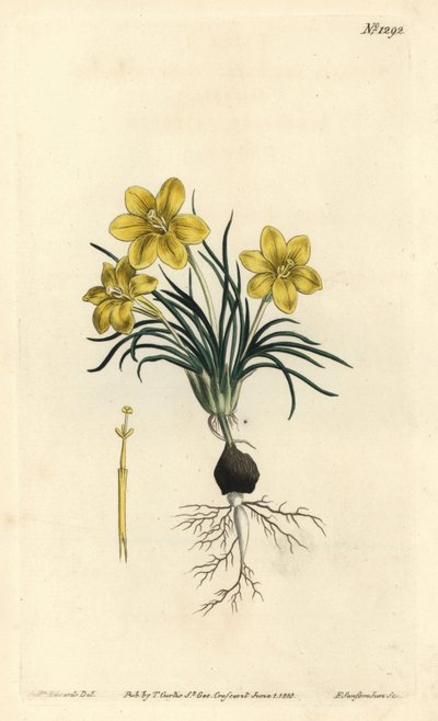 Moraea fugacissima (galaktyka wąskolistna, Galaxia graminea). Ręcznie barwiony miedzioryt autorstwa F. Sansoma Jr. według ilustracji Sydenhama Edwardsa z magazynu botanicznego Williama Curtisa, T. Curtis, Londyn autorstwa Sydenham Teast Edwards