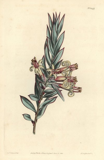 Klaster kwitnie styfelia, styfelia triflora. Ręcznie barwiony miedzioryt autorstwa F. Sansoma Jr. według ilustracji Sydenhama Edwardsa z magazynu botanicznego Williama Curtisa, T. Curtis, Londyn autorstwa Sydenham Teast Edwards