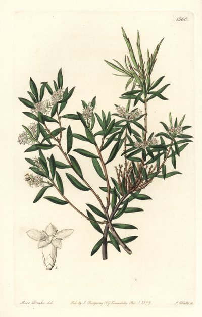 Wrzosowate wybrzeże lub białobrody drobnokwiatowe, Leucopogon parviflorus. Ręcznie barwiony miedzioryt autorstwa S. Wattsa według ilustracji panny Sarah Drake z rejestru botanicznego Sydenham Edwards, Ridgeway, Londyn autorstwa Sydenham Teast Edwards