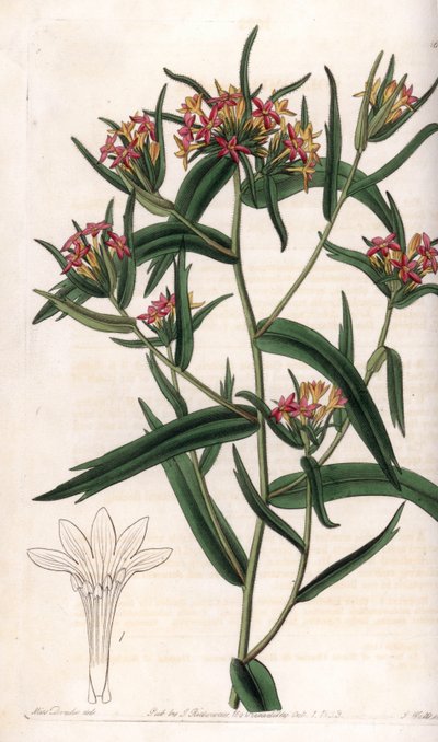 Neon Collomia - Talerz grawerowany przez S.Wattsa, z ilustracji Sarah Anne Drake (1803-1857), z rejestru botanicznego Sydenham Edwards (1768-1819), Anglia autorstwa Sydenham Teast Edwards