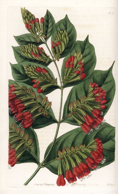 Combretum Variete, grafy czerwonego kwiatu - grawerowane przez S.Wattsa, z ilustracji Sarah Anne Drake (1803-1857), z rejestru botanicznego Sydenham Edwards (1768-1819), Anglia autorstwa Sydenham Teast Edwards