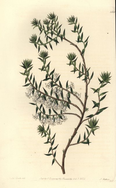 Wrzosiec pospolity, Epicris impressa (Snowy epacris, Epicris nivalis). Ręcznie barwiony miedzioryt autorstwa S. Wattsa według ilustracji panny Sarah Drake z rejestru botanicznego Sydenham Edwards, Ridgeway, Londyn autorstwa Sydenham Teast Edwards