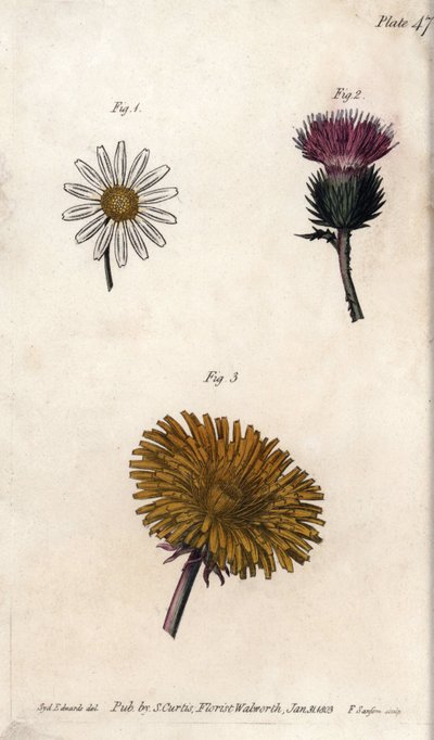 Kwiaty złożone: prepacket, osioł osioł (lub fałszywy acanth onopordum) i mniszek lekarski. Kolorowa miedzioryt, ilustracja Sydenham Edwards (1768-1819) dla Konferencji Botanicznej, Ogród Botaniczny Lambeth (Anglia) autorstwa Sydenham Teast Edwards
