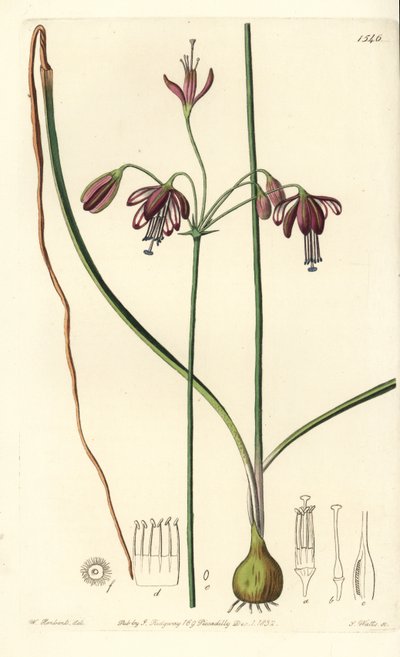 Koral z Meksyku lub kropla koralowca - Coral drops, Bessera elegans (Pharium o liściach pustych, Pharium fistulosum). Ręcznie barwiony miedzioryt autorstwa S. Wattsa według ilustracji Williama Herberta z Sydenham Edwards