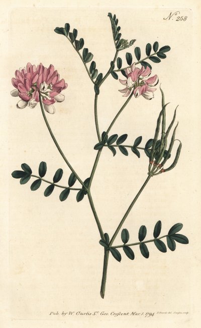 Coronilla bigaree - Purpurowa wyka koronowa, Securigera varia (Purple coronilla, Coronilla varia). Ręcznie barwiony miedzioryt autorstwa Sansoma według ilustracji Sydenhama Edwardsa z magazynu Botanical Magazine Williama Curtisa, Londyn autorstwa Sydenham Teast Edwards