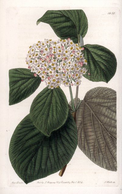 Cotton Viorne - Grawerowana tablica autorstwa S.Wattsa, z ilustracji Sarah Anne Drake (1803-1857), z rejestru botanicznego Sydenham Edwards (1768-1819), Anglia autorstwa Sydenham Teast Edwards