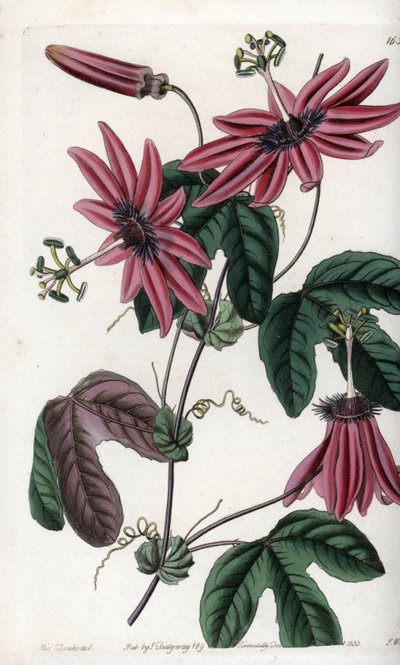 Crimson Passion - Rycina wykonana przez S.Watts, z ilustracji Sarah Anne Drake (1803-1857), z Botanical Register of Sydenham Edwards (1768-1819), Anglia autorstwa Sydenham Teast Edwards