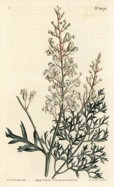 Krzew karbowany lub wrotycz pospolity - Krzew karbowany lub paproć pietruszkowa (lomatia siarkowolistna), Lomatia silaifolia. Ręcznie barwiony miedzioryt autorstwa F. Sansoma Jr. według ilustracji Sydenhama Edwardsa z magazynu botanicznego Williama Curtisa autorstwa Sydenham Teast Edwards