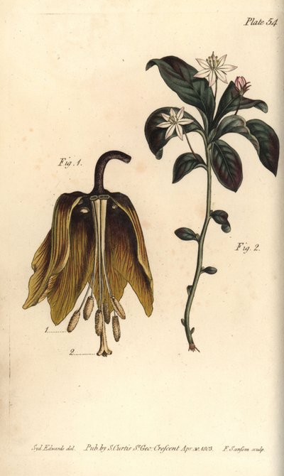 Kwiat cesarski, Fritillaria imperialis, Haustrria autorstwa Sydenham Teast Edwards