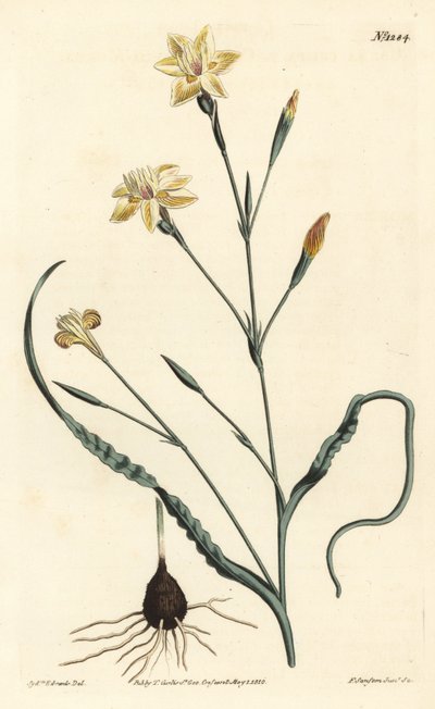 Moraea z zawiniętymi liśćmi, Moraea crispa. Ręcznie barwiony miedzioryt autorstwa F. Sansoma Jr. według ilustracji Sydenhama Edwardsa z magazynu botanicznego Williama Curtisa, T. Curtis, Londyn autorstwa Sydenham Teast Edwards