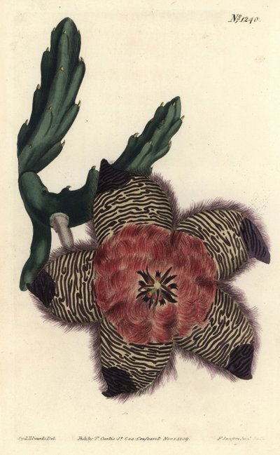 Stapelia amortyzowana, Stapelia pulvinata. Ręcznie barwiony miedzioryt autorstwa F. Sansoma Jr. według ilustracji Sydenhama Edwardsa z magazynu botanicznego Williama Curtisa, T. Curtis, Londyn autorstwa Sydenham Teast Edwards