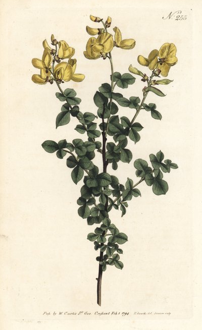 Cytisophyllum sessilifolium (Cytisus sessilifolius zwyczajny, Cytisus sessilifolius). Ręcznie barwiony miedzioryt autorstwa Sansoma według ilustracji Sydenhama Edwardsa z magazynu Botanical Magazine Williama Curtisa, Londyn autorstwa Sydenham Teast Edwards