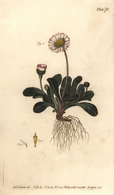 Daisy, Bellis perennis, Polygamia superflua. Ręcznie barwiony miedzioryt autorstwa F. Sansoma przedstawiający ilustrację botaniczną Sydenhama Edwardsa do Wykładów o botanice Williama Curtisa, dostarczony w Ogrodzie Botanicznym w Lambeth autorstwa Sydenham Teast Edwards