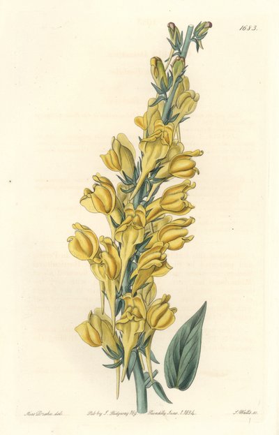 Dalmacja Linar - Strong Water autorstwa S. Wattsa z ilustracji Sarah Anne Drake (1803-1857), z rejestru botanicznego autorstwa Sydenham Teast Edwards