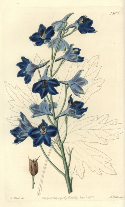 Delphinium delphinium, Delphinium speciosum. Ręcznie barwiony miedzioryt autorstwa S. Wattsa wg ilustracji M. Harta z Sydenham Edwards