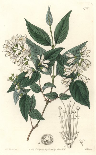 Deutzie rudy, pochodzący z Japonii - Water forte autorstwa S. Wattsa z ilustracji Sarah Anne Drake (1803-1857), z rejestru botanicznego autorstwa Sydenham Teast Edwards