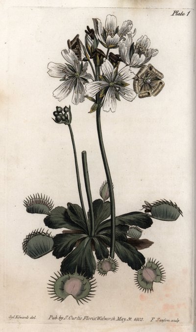 Dionee łapie pułapkę na muchę lub wilka. Kolorowa miedzioryt, ilustracja Sydenham Edwards (1768-1819) dla Konferencji Botanicznej, Ogród Botaniczny Lambeth (Anglia) autorstwa Sydenham Teast Edwards