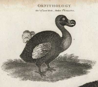 Dodo, Raphus cucullatus, wymarły ptak nielot. Miedzioryt T. Miltona wg ilustracji Sydenhama Edwardsa z Cyclopaedia lub Universal Dictionary Abrahama Reesa, Londyn autorstwa Sydenham Teast Edwards