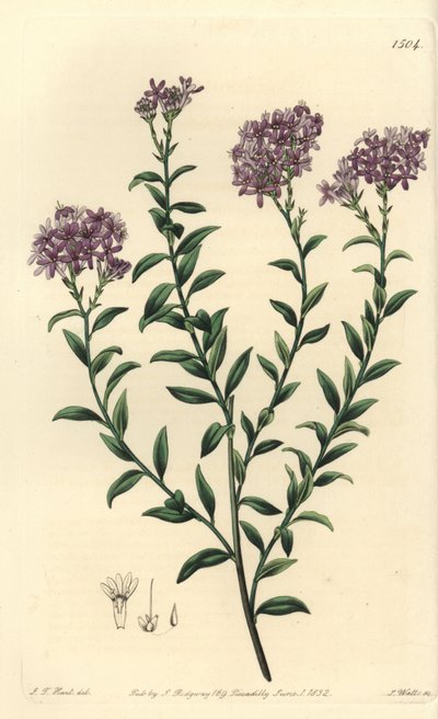 Selago doktora Gilla, Selago gillii. Ręcznie barwiony miedzioryt autorstwa S. Wattsa według ilustracji J.T. Hart z rejestru botanicznego Sydenham Edwards, Ridgeway, Londyn autorstwa Sydenham Teast Edwards