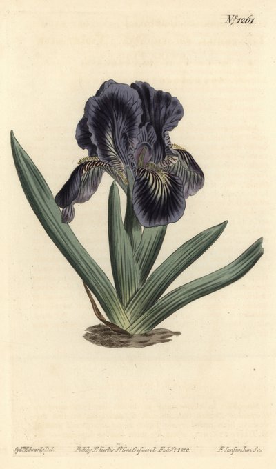 Irys karłowaty - Iris x binata (Purple-blue dwarf flag, Iris pumila var. violacea). Ręcznie kolorowany miedzioryt wykonany przez F. Sansom Jr. na podstawie ilustracji Sydenhama Edwardsa z "William Curtis