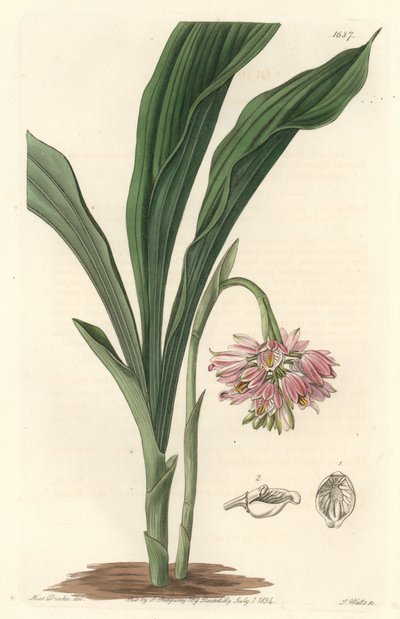 Earth Orchid, pochodzący ze Sri Lanki - S. Watts Strong Water z ilustracji Sarah Anne Drake (1803), z rejestru botanicznego autorstwa Sydenham Teast Edwards